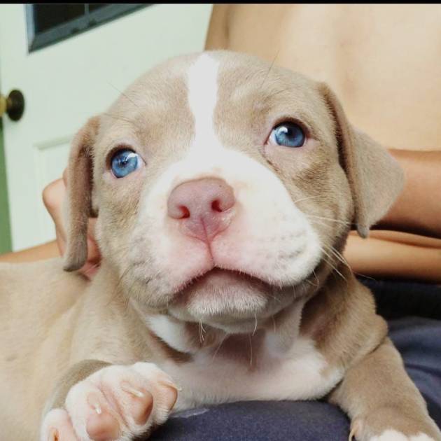 Pitbull rescues near me/adopt a pitbull puppy today under 12 weeks old