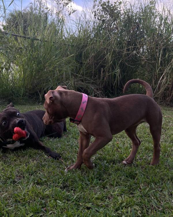 Pitbull rescue Florida/adopt a pitbull under one year