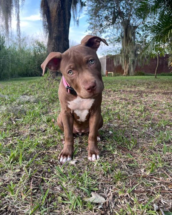 Pitbull rescue Florida/adopt a pitbull under one year