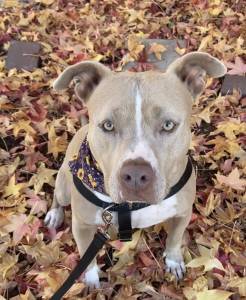 adopt pitbull dog today near me