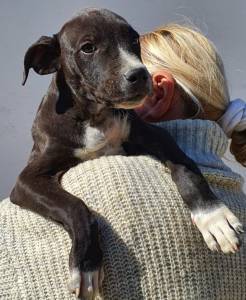 Pit bull adoption texas/adopt a lovely pit bull today