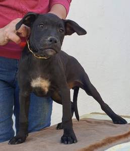 Pit bull adoption Michigan/adopt a healthy puppy