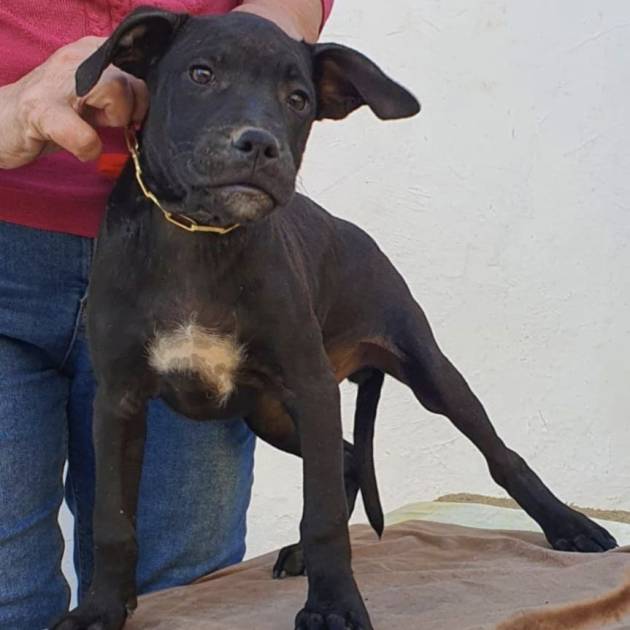 Pit bull adoption Michigan/adopt a healthy puppy