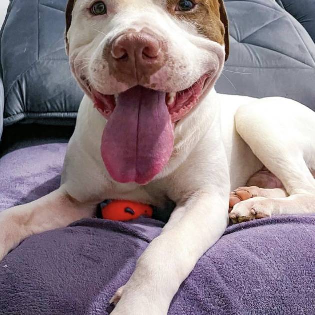 adopt a pitbull today in Texas and surroundings