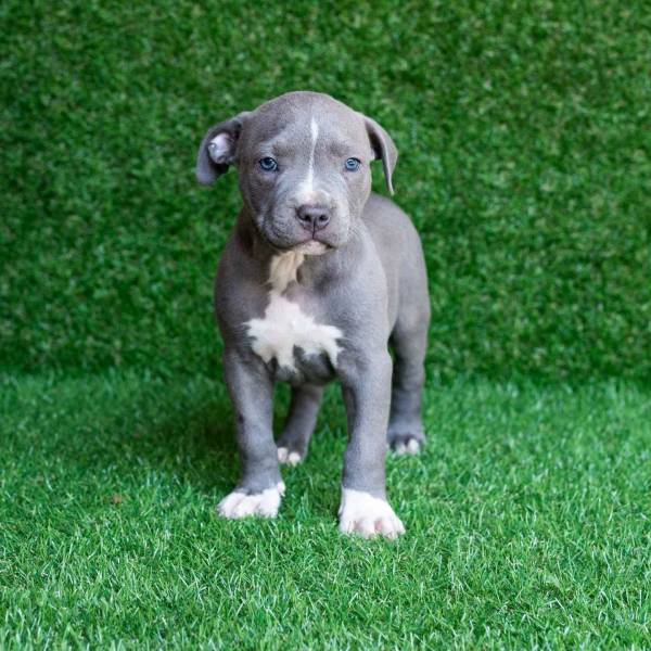 free pitbull puppy near me for adoption