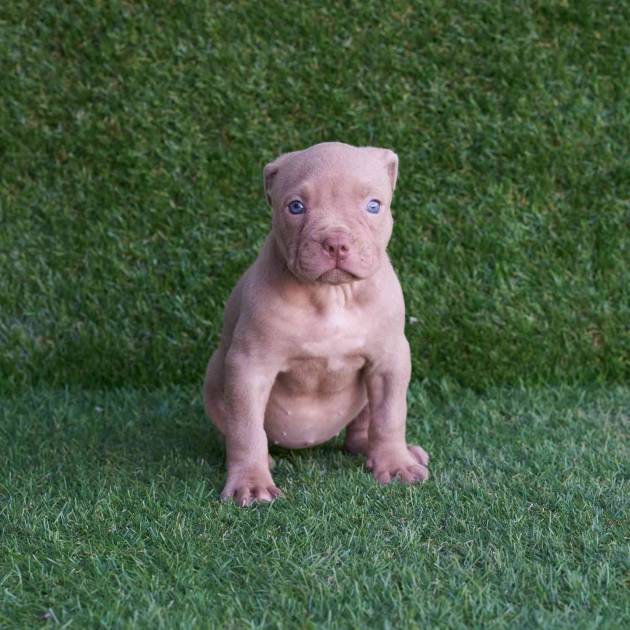 Adopt free pitbull puppies today,a puppy that is in good health condition and ready to meet a lovely family.Adopt this baby today for free
